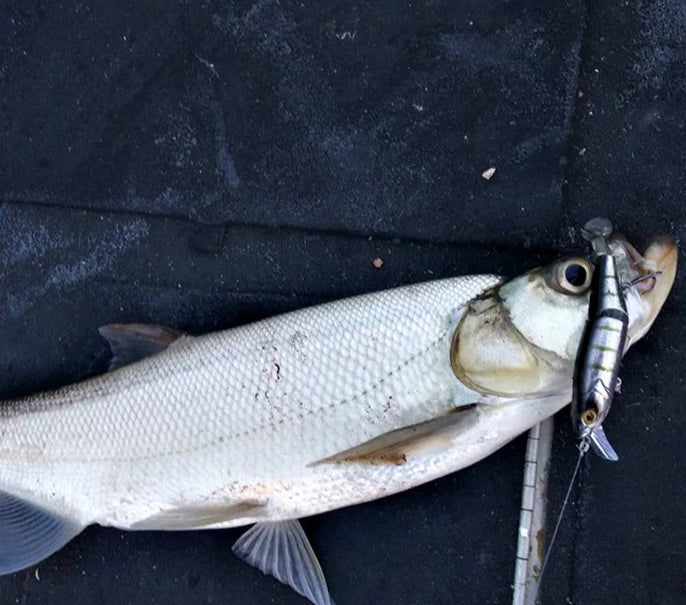 Leurre flottant articulé KINGDOM 120 mm – Swimbait Minnow 3D, parfait pour brochets, truites et bars
