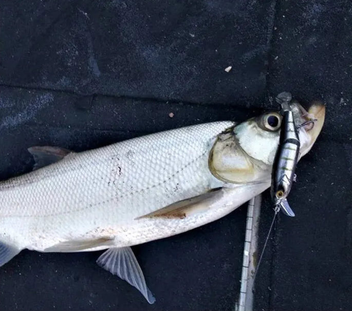 Leurre flottant articulé KINGDOM 120 mm – Swimbait Minnow 3D, parfait pour brochets, truites et bars